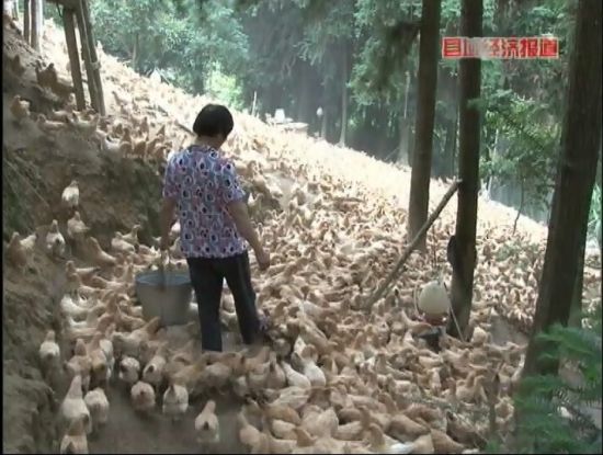 廣西岑溪：萬畝松香飄。央視視頻截圖。