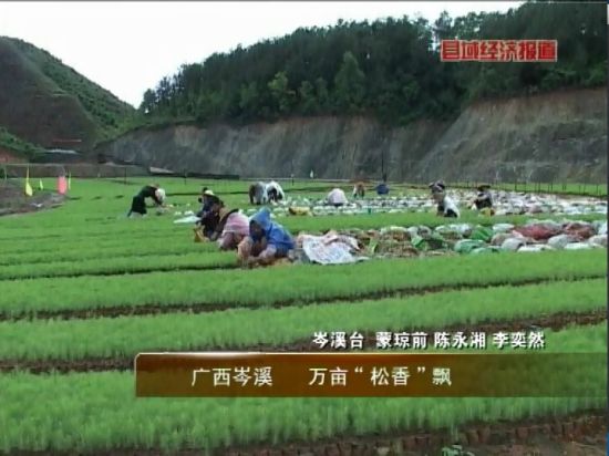 廣西岑溪：萬畝松香飄。央視視頻截圖。